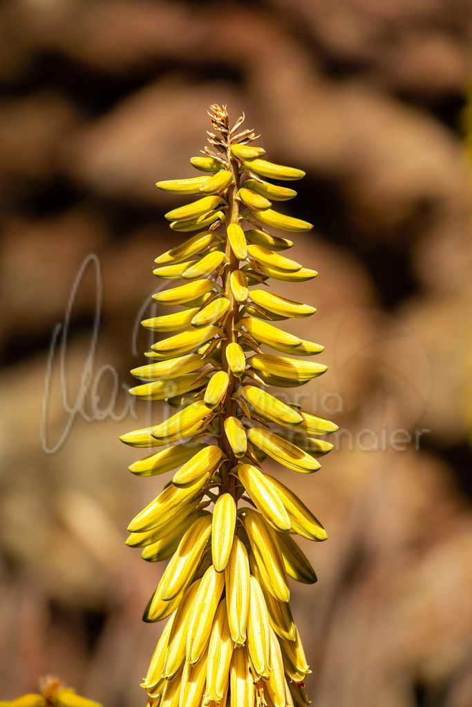 Aloe Vera | Blüte - Realisiert mit Pictrs.com
