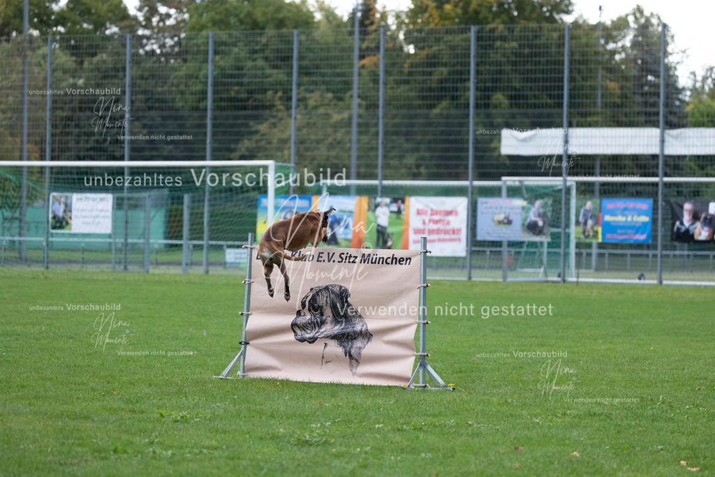 _16A4681 | Einzigartige Fotos von Hunden & Menschen –Actionfotos, Portraits, Vereinsaufnahmen & Paarshootings – authentisch, lebendig & mit Herz.