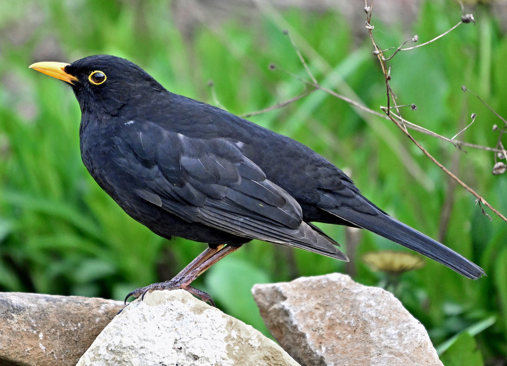 Amsel01-2 | lucisnaturbilder - Realisiert mit Pictrs.com