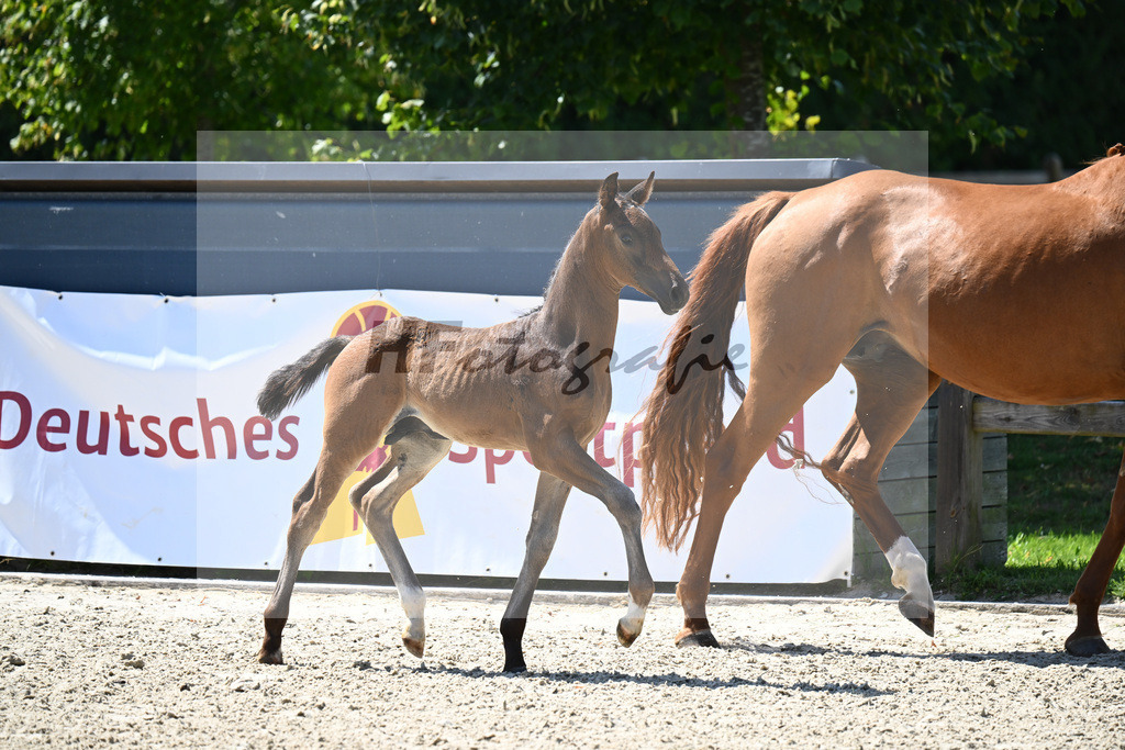 Bordeaux x Vitalis_HF_Lechl_29240601 | hf-fotografie - Realisiert mit Pictrs.com