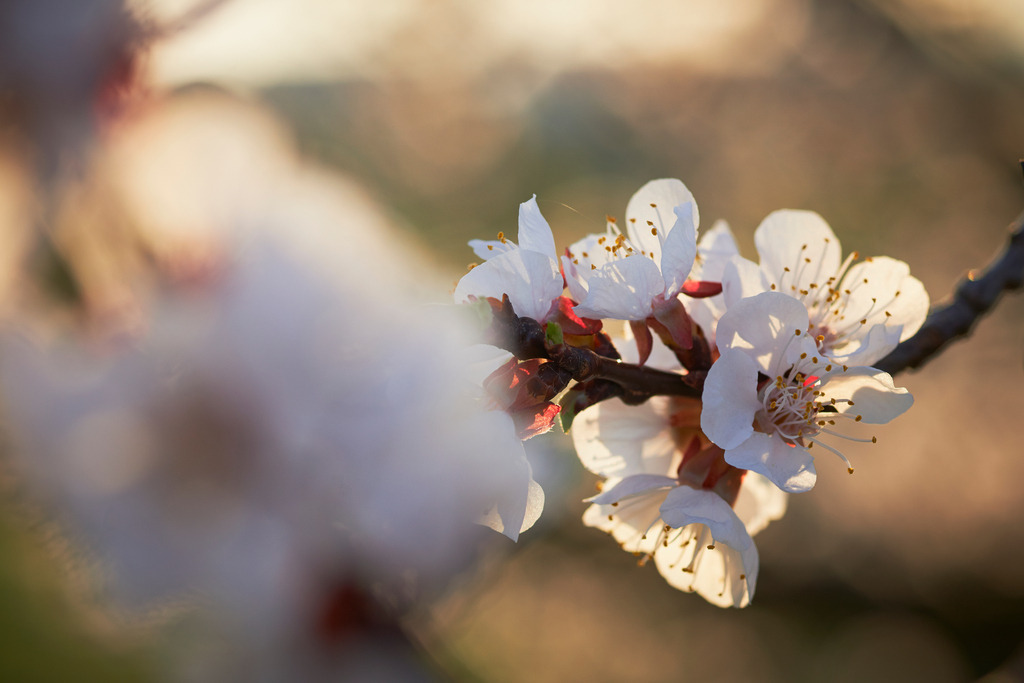 Marillenbluete in der Wachau | Oberloiben, Austria - March 22, 2014: Marillenbluete in der Wachau. - Realisiert mit Pictrs.com