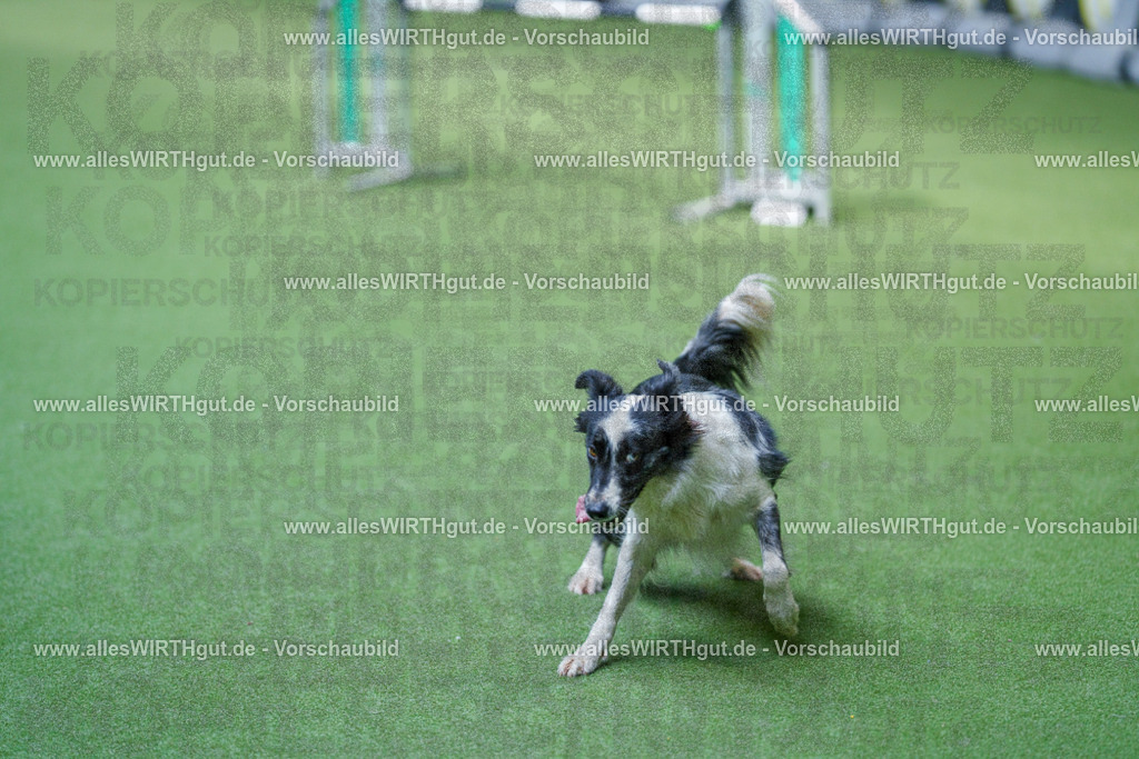 @allesWIRTHgut_Tierfotografie - www.allesWIRTHgut.de - 2604261400-7R503169 | Professionelle Tierfotografie in Mönchengladbach von Daniel Wirth (allesWIRTHgut). Liebevolle & natürliche Bilder von Hunden & Katzen für unvergessliche Erinnerungen.