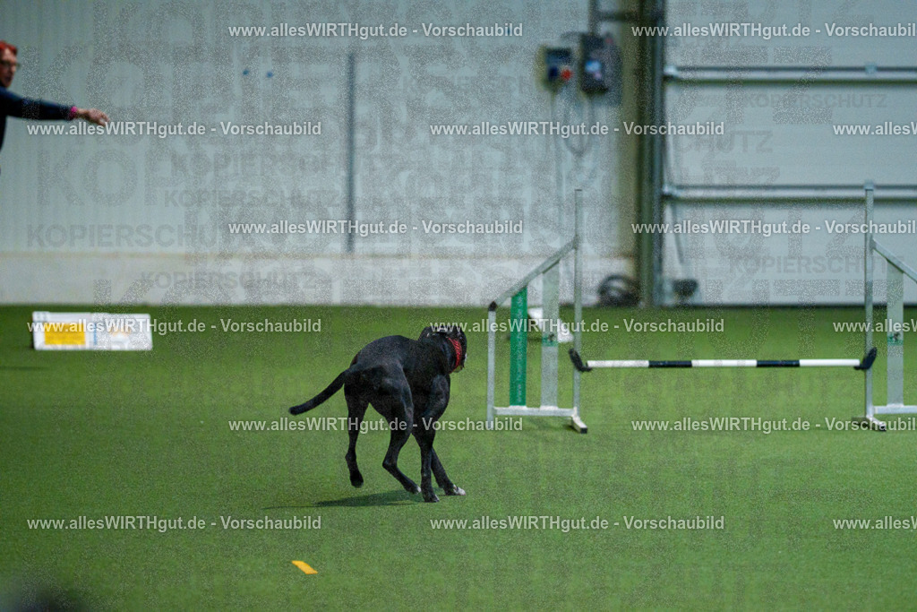 7R503234 | Professionelle Tierfotografie in Mönchengladbach von Daniel Wirth (allesWIRTHgut). Liebevolle & natürliche Bilder von Hunden & Katzen für unvergessliche Erinnerungen.