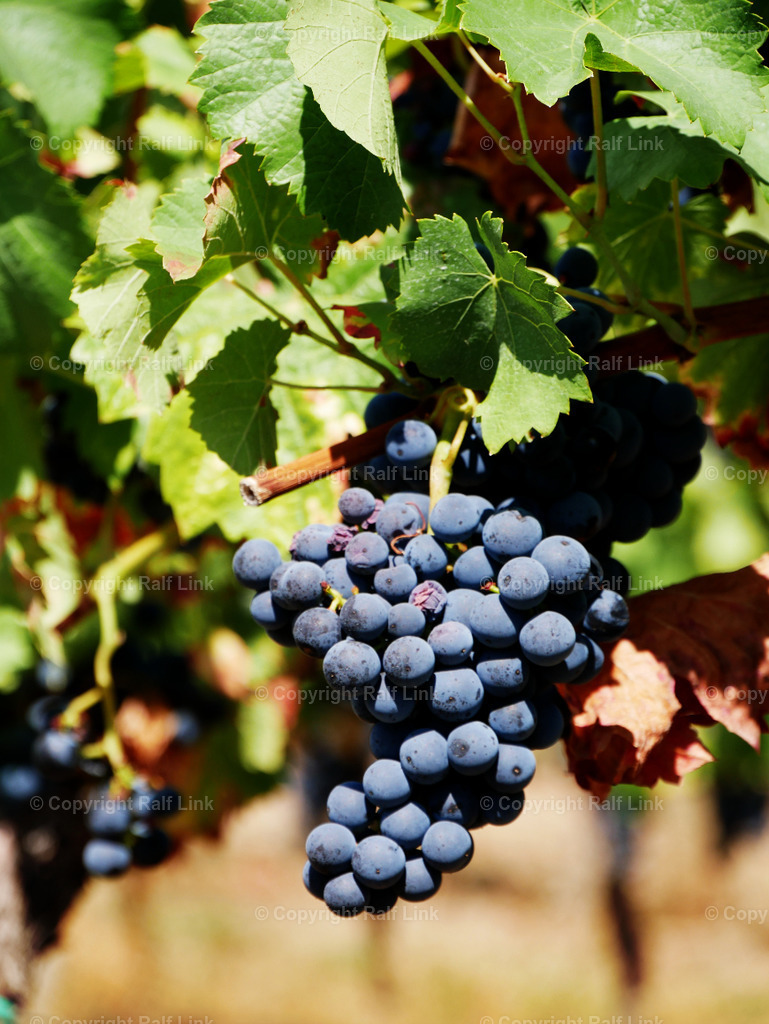 rote Weintrauben | Stockfotos, Fotos mit Miniaturfiguren und kreativen Ideen. Dabei auch vieles aus der Metropolregion Rhein-Neckar. 