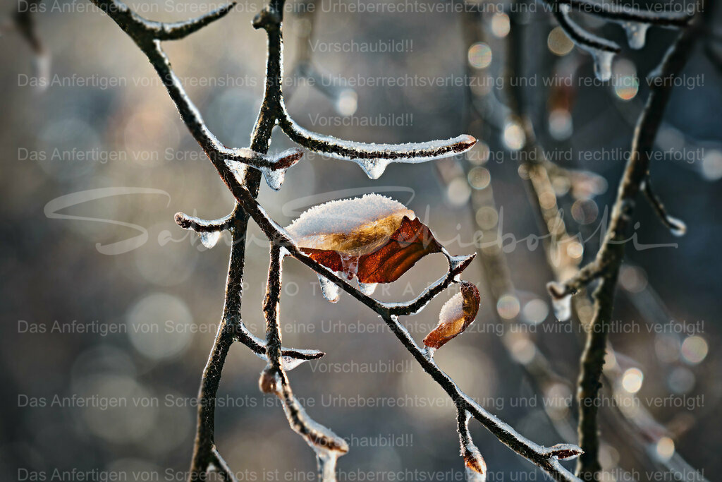 Wandbild Blatt und Bokeh | People- und Tierfotografie, Imageaufnahmen, Veranstaltungsfotografie und Wandbilder aus der Natur ★ Made in Germany ✔️ Druck + Downloads ✔️ Naturfotografie in Top Qualität ★ schneller Versand, weltweite Lieferung! - Realisiert mit Pictrs.com