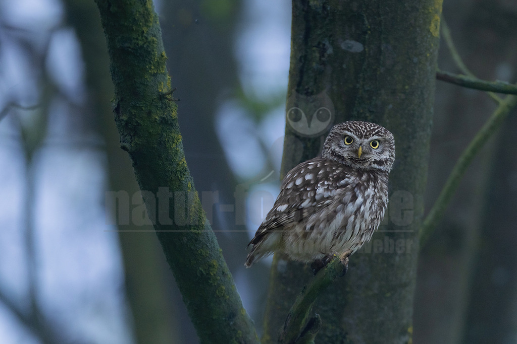 R5M28231_20260425 | Ein Steinkauz (Athene noctua) mit braun-weiß geflecktem Gefieder sitzt auf einem Ast. Der Vogel blickt mit seinen großen, runden und leuchtend gelben Augen direkt den Betrachter an. Der Hintergrund ist unscharf und in kühlen, bläulichen Tönen gehalten, wodurch der Fokus auf der Eule liegt. - Realisiert mit Pictrs.com