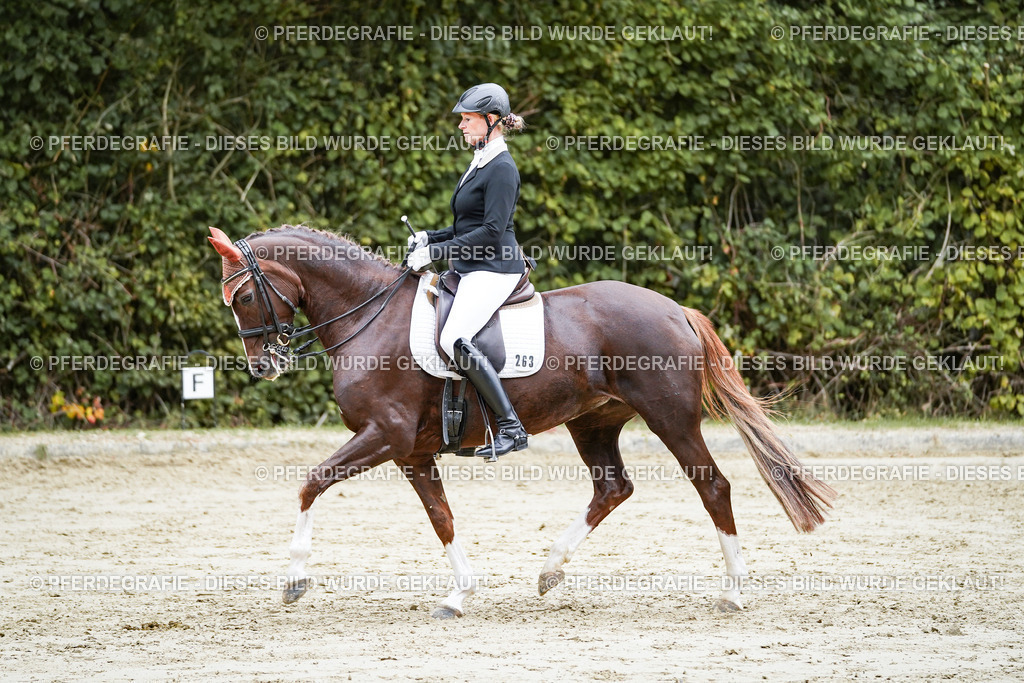 DSC09782 | Pferdegrafie