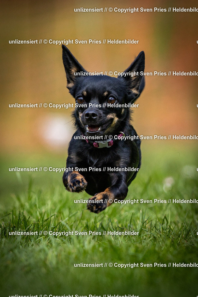 Sven Pries | 2025-04-13 - Hunderennen Baden-Baden - Realisiert mit Pictrs.com