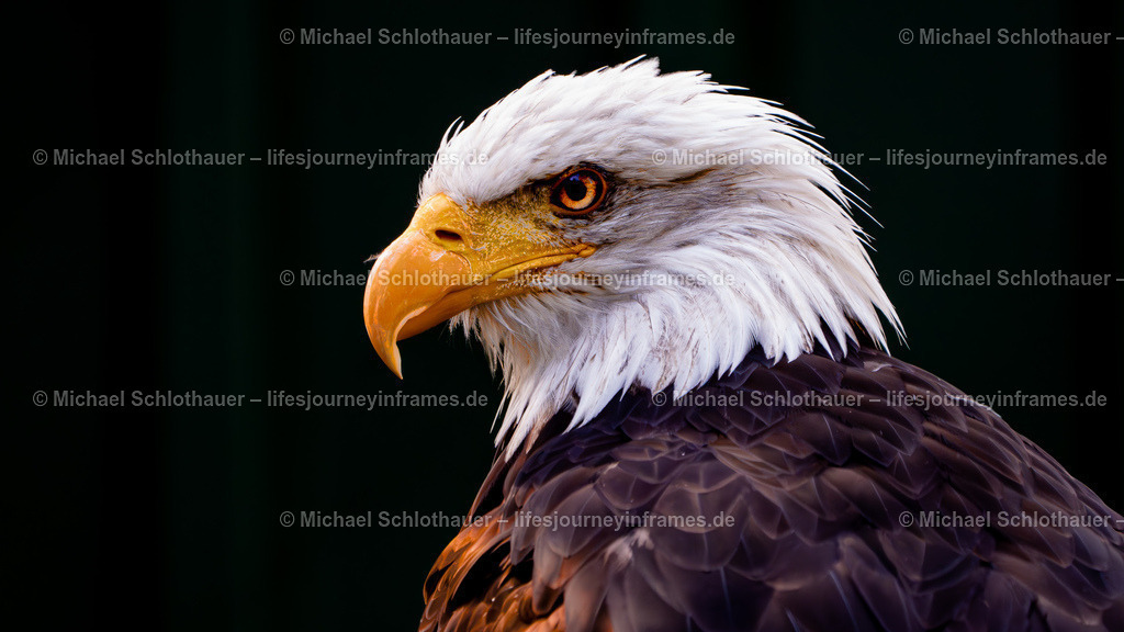 Weisskopfseeadler | Wildlife- und Landschaftsfotografie als Wandbild, Poster & mehr. Einzigartige Naturmomente aus Neuseeland, Norwegen & weltweit – fotografiert von Michael Schlothauer. - Realisiert mit Pictrs.com