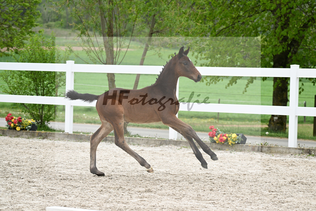 Kat-Nr. 28 HF Fair Deal x Dante Weltino_Locher_23261001 | hf-fotografie - Realisiert mit Pictrs.com