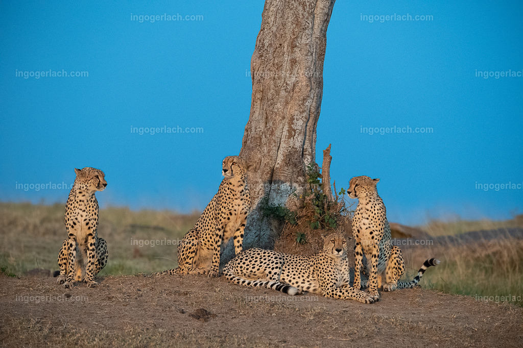 Die fünf Gepardenbrüder vor einem Baum | Die fünf Gepardenbrüder oder auch Gepardenkoalition genannt fotogen auf einem Hügel bei Sonnenuntergang
