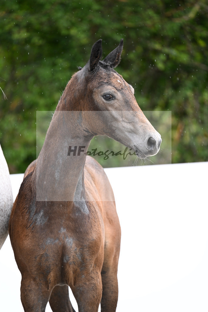 Continental Blue x Armstrong v d Kapel_SF_Fuchs_23250340 | hf-fotografie - Realizzato con Pictrs.com