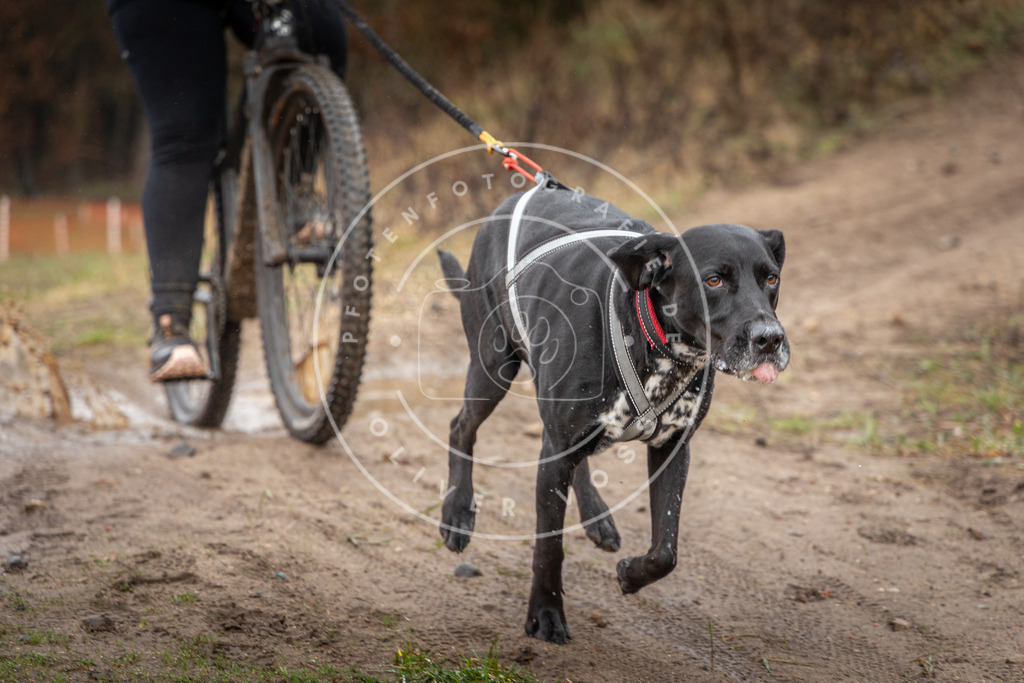 0L8A8886 | Hundefotografie, Tierfotograf, Pfotenfotografie, Fotoshooting Hund, Hunde Portrait, Hundesport, Hundeportraits, Heideshooting, Hunde, Sportfotograf, Hundefotograf, Turnierhundsport, THS,  - Realisiert mit Pictrs.com