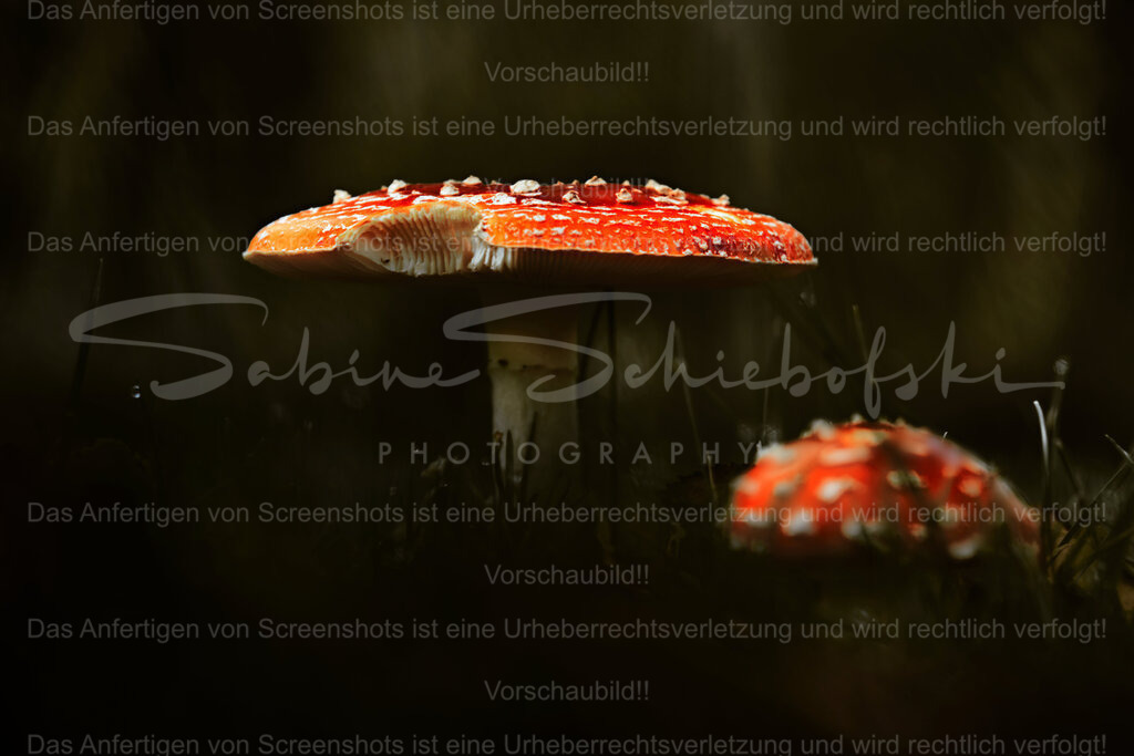 Wandbild Fliegenpilze | People- und Tierfotografie, Imageaufnahmen, Veranstaltungsfotografie und Wandbilder aus der Natur ★ Made in Germany ✔️ Druck + Downloads ✔️ Naturfotografie in Top Qualität ★ schneller Versand, weltweite Lieferung! - Realisiert mit Pictrs.com