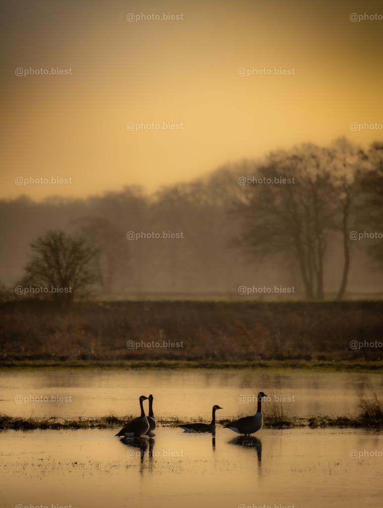 Gänse am Morgen | Eine Gänsegruppe im morgendlichen Sonnenlicht. - Realisiert mit Pictrs.com