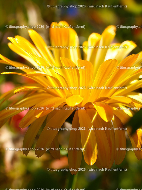 titusgraphy_P7173206-vz-ln | titusgraphy-shop: Geschenkideen mit Qualitätsfotos. titusgraphy-shop: gift ideas with quality photos. titusgraphy-shop: idées cadeaux avec photos de qualité.  - Realisiert mit Pictrs.com