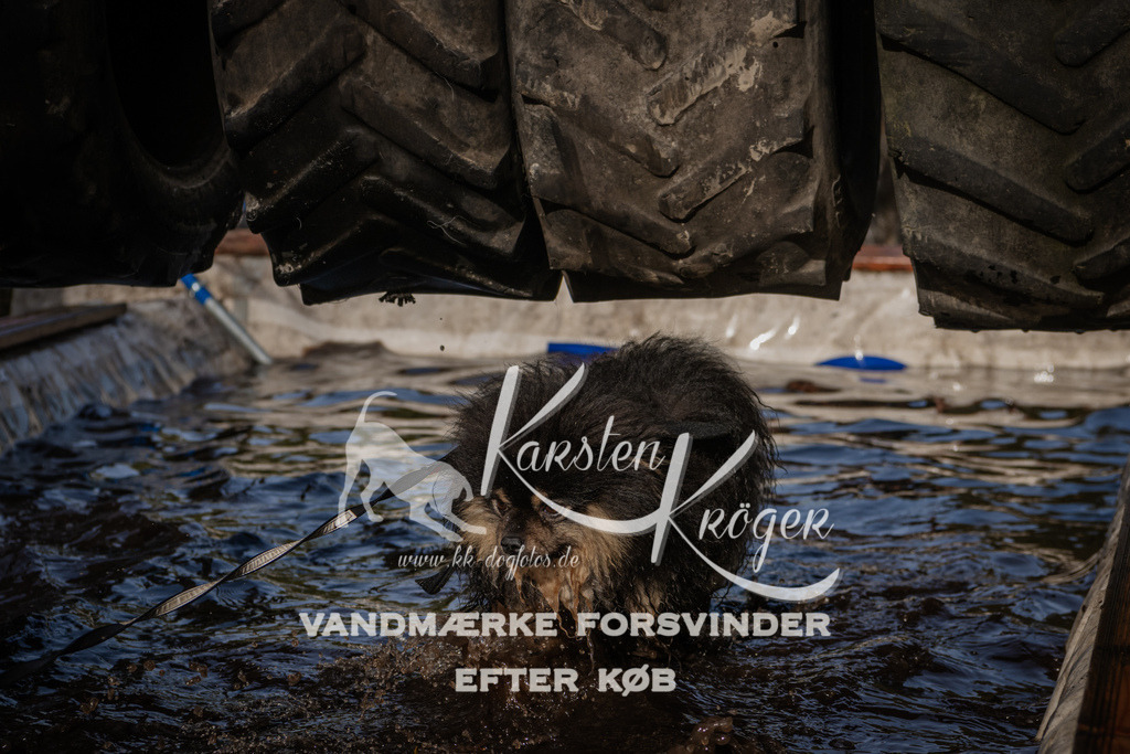 1411_ZZ94095 | kk-dogfotos