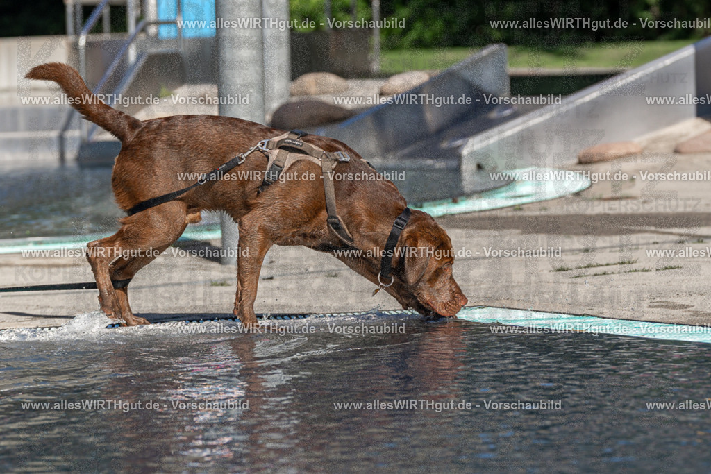 Hundeschwimmen_Volksbad_2026-allesWIRTHgut_Tierfotografie-2609061054-FAY06014 | Professionelle Tierfotografie in Mönchengladbach von Daniel Wirth (allesWIRTHgut). Liebevolle & natürliche Bilder von Hunden & Katzen für unvergessliche Erinnerungen.