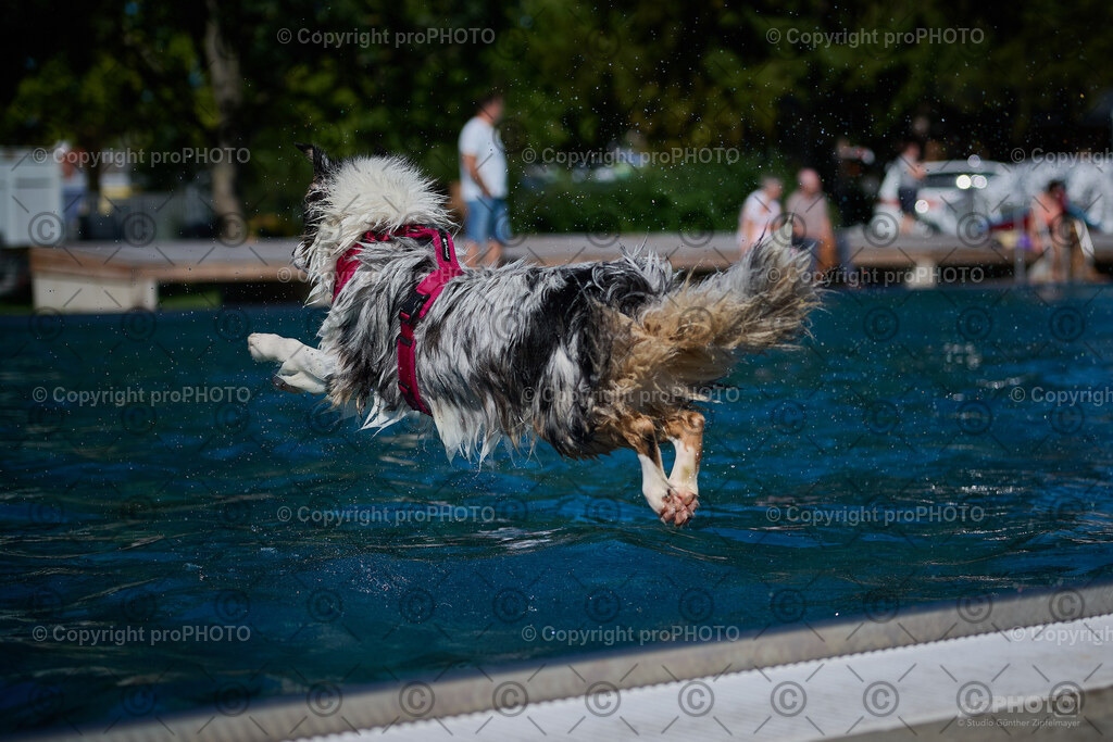 211_202509_4Hundebadetag_NZ9_2821 | proPHOTO - Realisiert mit Pictrs.com