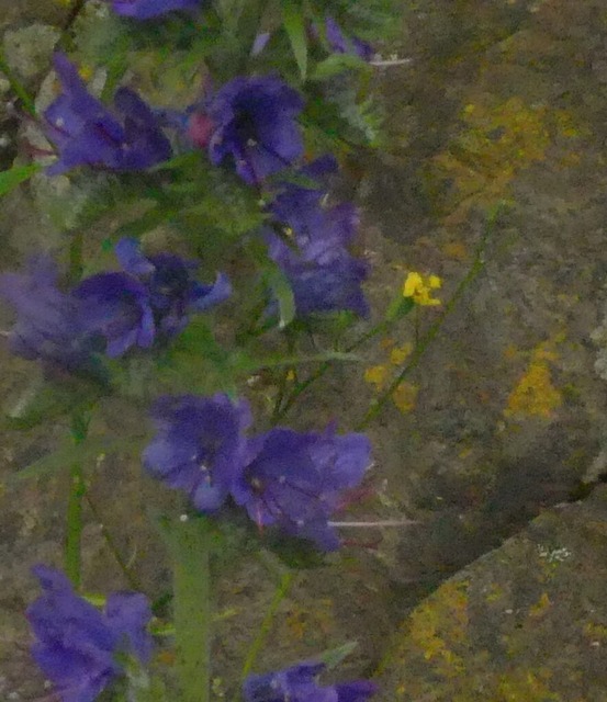 Glockenblume | Verkauf von Fotos und  Videoclips zumThema Natur.Motive sind Pflanzen, Tiere, Landschaftenund Wetter - Realisiert mit Pictrs.com