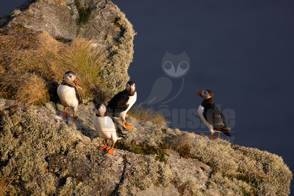 R5NF5272-20230720 | Das Bild zeigt eine Gruppe von Papageitauchern (Fratercula arctica) auf einem felsigen Vorsprung. Einer der Papageitaucher trägt Nistmaterial im Schnabel. Die Vögel scheinen zu interagieren, möglicherweise im Rahmen von Balz- oder Nistaktivitäten. - Realisiert mit Pictrs.com
