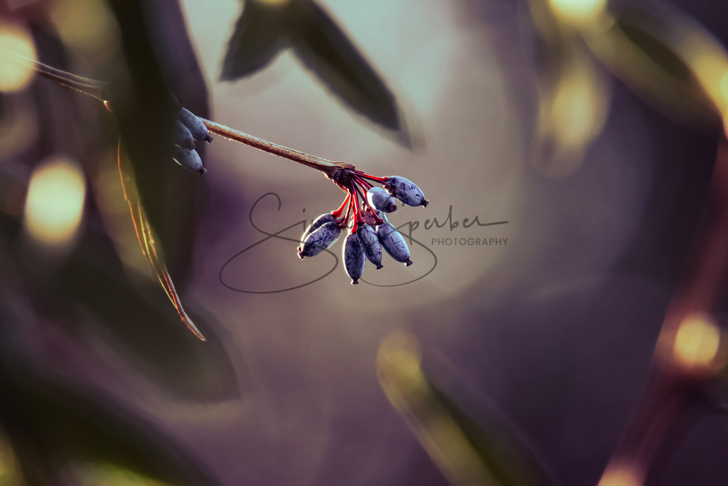 Berberitzen  | Simone Sperber, svb-photography,Fotografin,Bilddesignerin,Naturfotografie,Macrofotografie,Tierfotografie,Wildtierfotografie,Ausstellungen,Auftragsfotografie,Kunst,Art,Photographer,Shootings,Bildberatbeitung,Galerie,Shop