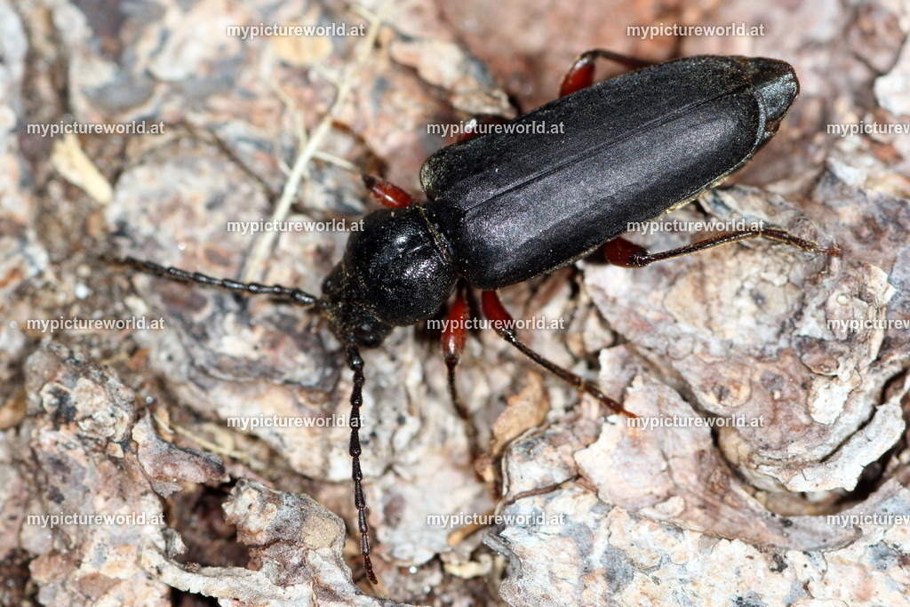 Tetropium castaneum-003 | Das Bilderarchiv über Tiere, Planzen und Landschaften. In der Bilddatenbank finden Sie ein große Auswahl an hochwertigen Bilder für Ihre Werbung - Realisiert mit Pictrs.com