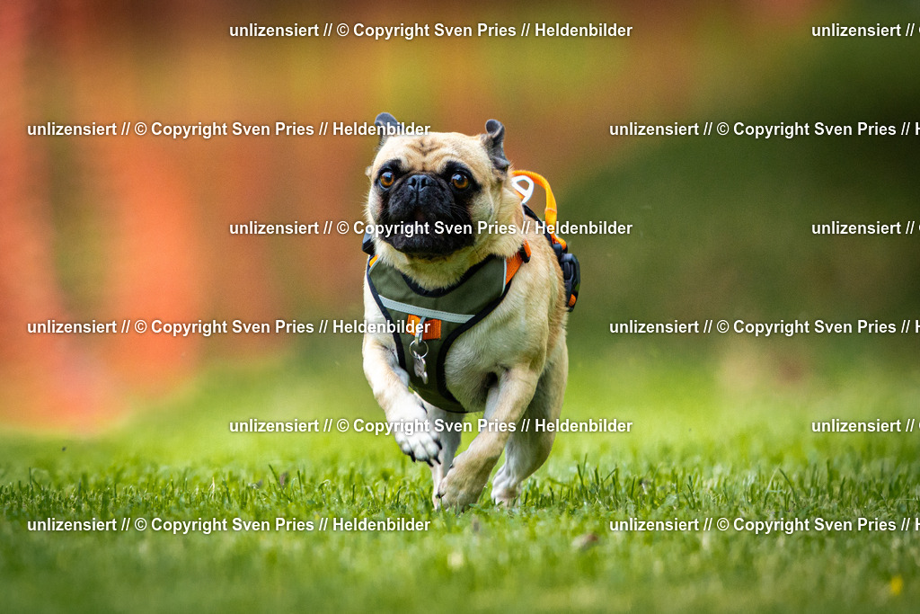 Sven Pries | 2025-09-21 - Hunderennen Baden-Oos - Realisiert mit Pictrs.com