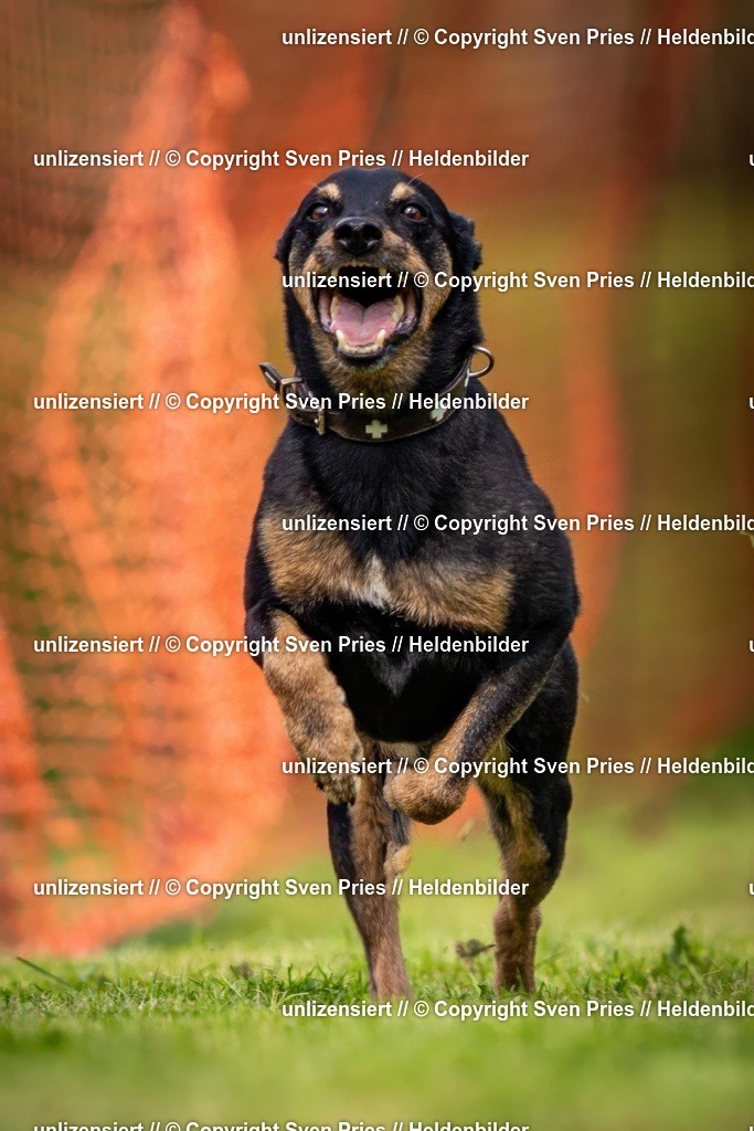 Sven Pries | 2024-09-22 - Hunderennen Baden-BadenPudelverein - Realisiert mit Pictrs.com