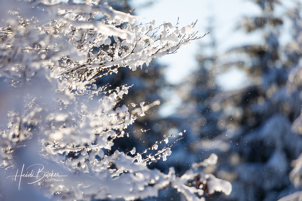 Schneebedeckte Äste | Schneebedeckte Äste - Realisiert mit Pictrs.com
