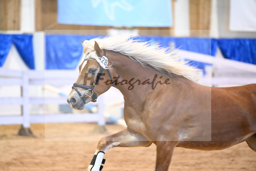 Kat-Nr. 28 Napoleon v. Nakuri_Lechner_60220444 | hf-fotografie - Realisiert mit Pictrs.com