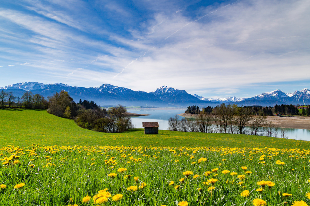 Allgäu Wandbild - Löwenzahnwiese mit Stadel am Forggensee | Michael Helmer - Allgäu Bilder auf Leinwand bestellen