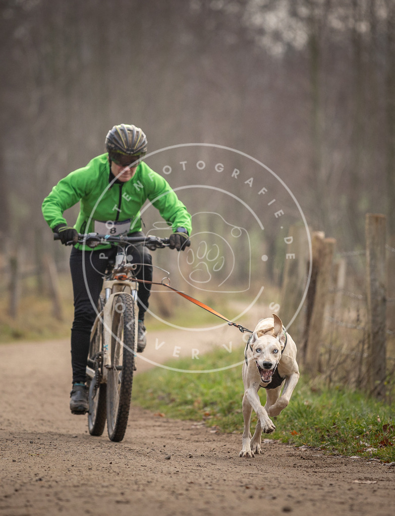 Pfotenfotografie_DV3A1648 | Hundefotografie, Tierfotograf, Pfotenfotografie, Fotoshooting Hund, Hunde Portrait, Hundesport, Hundeportraits, Heideshooting, Hunde, Sportfotograf, Hundefotograf, Turnierhundsport, THS,  - Realisiert mit Pictrs.com