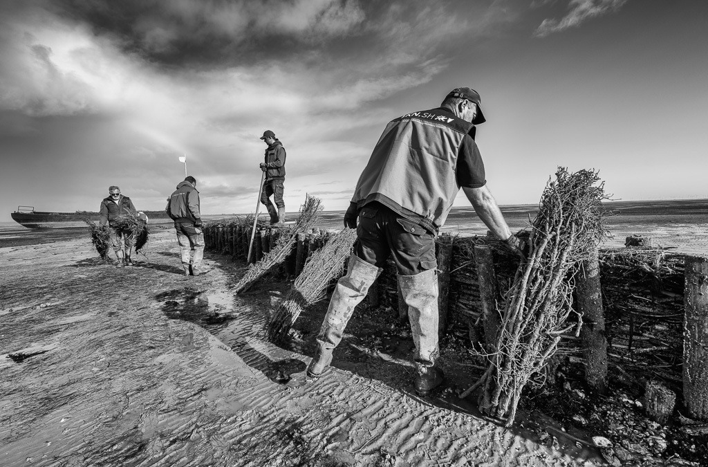 Lahnungsarbeiten des LKN.SH im Watt vor Pellworm © Holger Rüdel | Der Online-Shop von Holger Rüdel. Ausgewählte Fotografien als FineArt-Prints bestellen: Bildreportagen, Landschaften, Wildlife, History, Infrarot-Motive in Schwarzweiß und Verschiedenes.  - Realisiert mit Pictrs.com