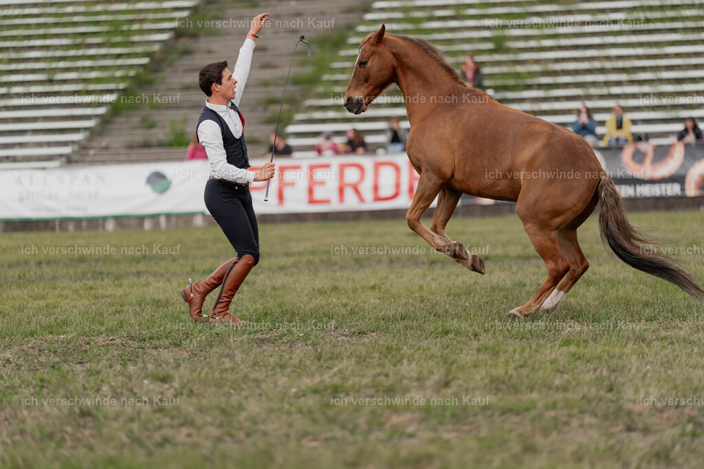 Showprogramm-424 | working equitationturnier fotograf videograf stoibphotography marixx film working equitation deutschland reitsport turnierfotografie eventfotografie equestrian events