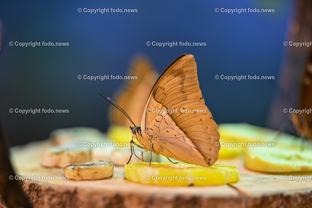 Botanischer Garten Linz_ Schmetterlinge_ 21.01.2025-3 | 21.01.2025, Botanischer Garten Linz, AUT, Schmetterlinge, im Bild tropische Schmetterlinge, Schmetterling, Falter, Natur, Tiere, Blumen, Pflanzen, Insekten, Butterfly, Exotisch, Tropenhaus, Feature, Symbolbild