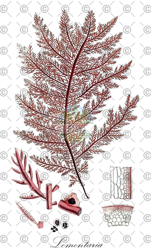 HistAbb_62XQ2_2_ENZY_Simple | Historische Abbildung von Lomentaria - Lomentariaceae (0) | Historical Illustration of Lomentaria - Lomentariaceae (0)