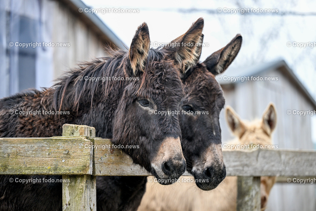 Gnadenhof Wiesmayrgut_ Tiere_ Gunskirchen_ 06.03.2024-43 | 06.03.2024, Gunskirchen, AUT, Gnadenhof Wiesmayrgut, Familie Fuchsberger, Bauernhof, im Bild Landwirtschaft, Lebenshof, Tierasyl, Tiere, Huehner, Hühner, Hennen, Haehne, Hahn, Hähne, Pony, Esel, Katze, Katzen, Kater, Lama, Haustiere, Wildtiere, Nutztiere, Tierheim, Tierschutz