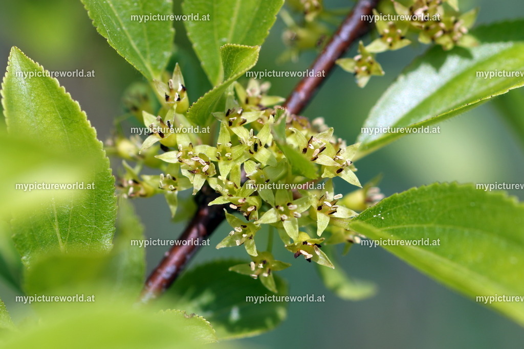 Purgier-Kreuzdorn-001 | Das Bilderarchiv über Tiere, Planzen und Landschaften. In der Bilddatenbank finden Sie ein große Auswahl an hochwertigen Bilder für Ihre Werbung - Realisiert mit Pictrs.com