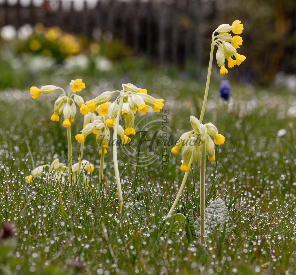 _X0A8592-Editbea | Frank Herberich Fotografie, Frank Herberich, Fotografie, Hochzeit, Portrait, St. Peter Ording, Ording, Westerhever, Nordsee, Frank Fotografie, Hardheim,  Odenwald,Walldürn, Band,Eventfotografie - Realisiert mit Pictrs.com