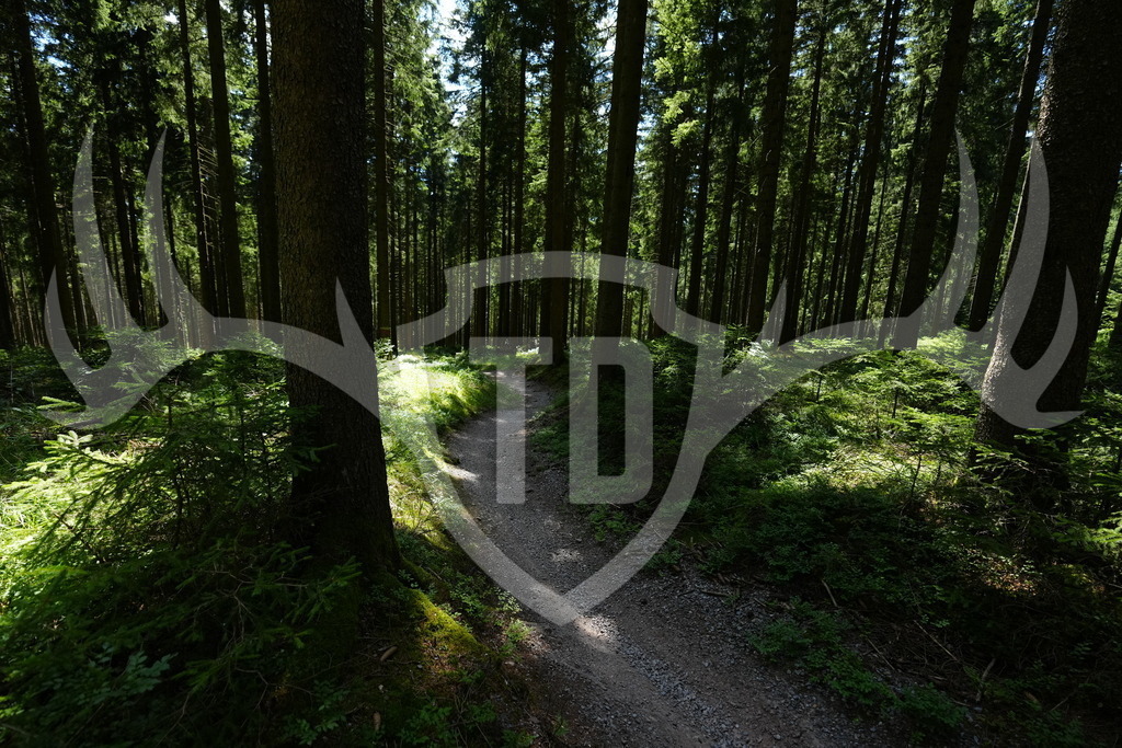 FC100987 | Fotogalerie der Treibjagd im Dunkelwald - Dein MTB Etappenrennen im Erzgebirge - Realisiert mit Pictrs.com