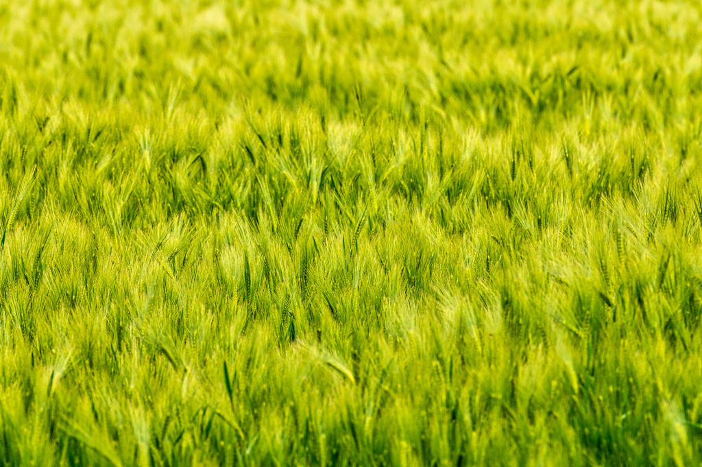 2022_05_31_DSC1938 | Hochwertig gedruckte Fotografien für die Wand, als Kalender und zum Verschenken. Hamburg & Norddeutschland und überall wo ich mit der Kamera unterwegs war.