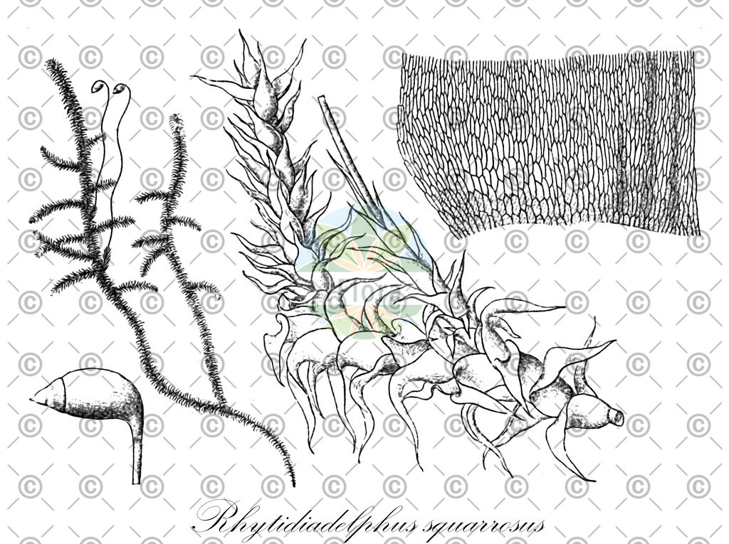 HistAbb_wfo-0001174869_1_ENZY_Simple | Historische Abbildung von Rhytidiadelphus squarrosus - Hylocomiaceae | Historical Illustration of Rhytidiadelphus squarrosus - Hylocomiaceae