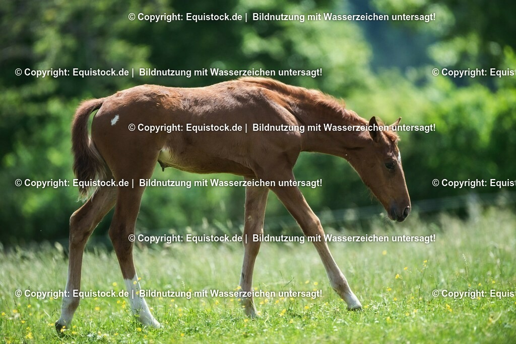 20210617_Fohlen_0209 | Foto: Thomas Hartig