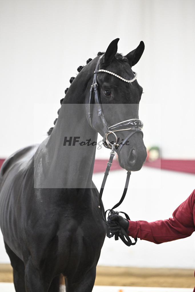 Kat-Nr. 65 Zalando x Fuerstenball_Gestuet Dobel_47252448 | hf-fotografie - Realisiert mit Pictrs.com