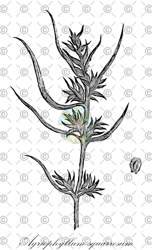HistAbb_wfo-0000524483_1_ENZY_Simple | Historische Abbildung von Agriophyllum squarrosum - Amaranthaceae | Historical Illustration of Agriophyllum squarrosum - Amaranthaceae