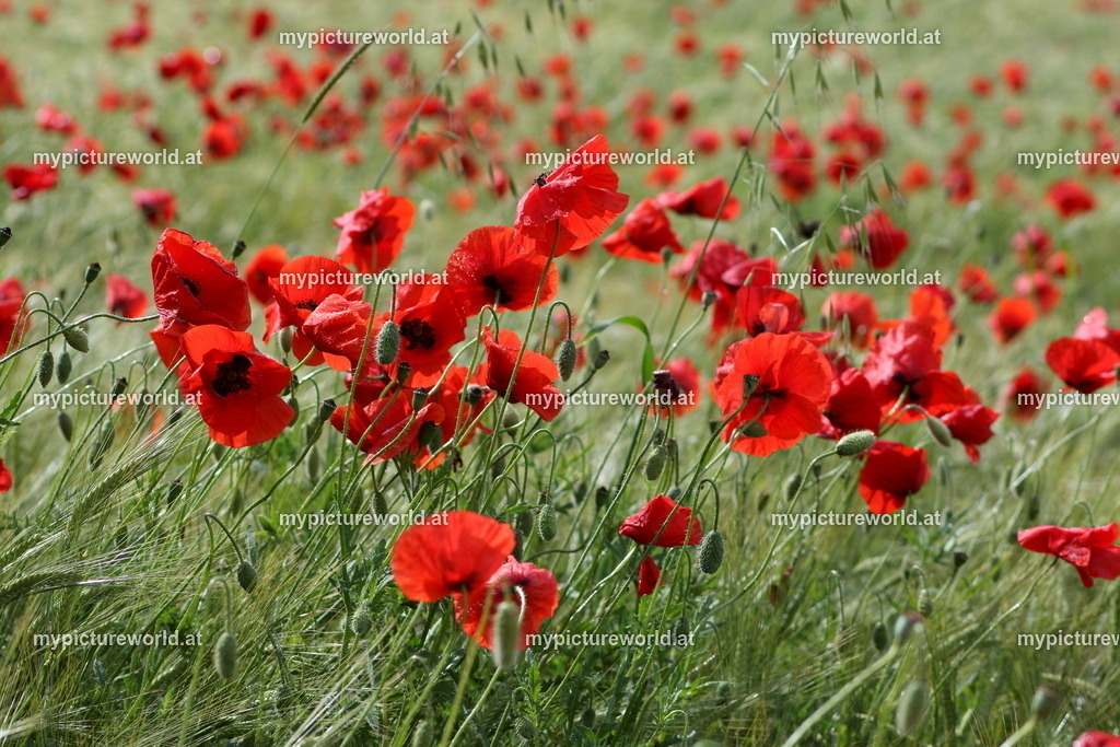 Klatschmohn-039 | Das Bilderarchiv über Tiere, Planzen und Landschaften. In der Bilddatenbank finden Sie ein große Auswahl an hochwertigen Bilder für Ihre Werbung - Realisiert mit Pictrs.com