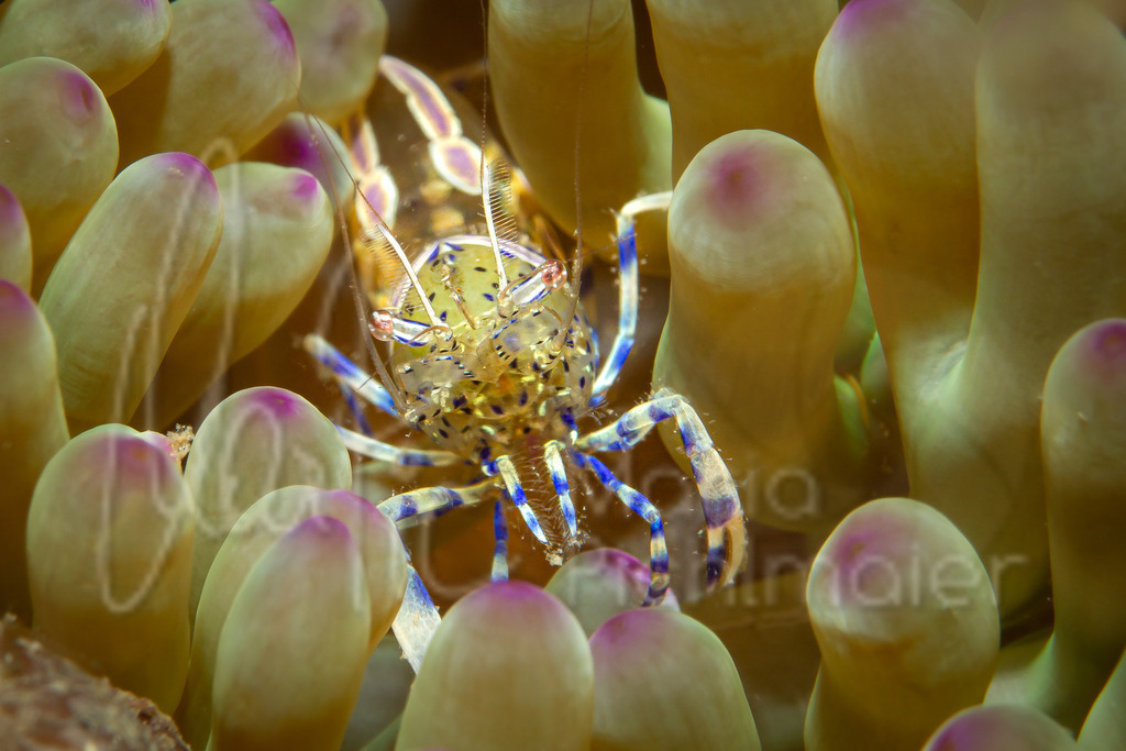 Periclimenes aegylios | Gebänderte Partnergarnele / Cast: Gamba comensal, Ang: Shrimp retainer, Fr: Crevette rose un convive - Realisiert mit Pictrs.com