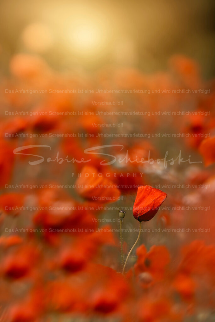 The One | Exklusive Naturfotografie für stilvolle Wanddekoration ★ Premium Wandbilder Made in Germany ✔️ FineArt Drucke & Downloads ✔️ Brillante Farben, höchste Qualität & weltweiter Versand ✔️ - Realisiert mit Pictrs.com