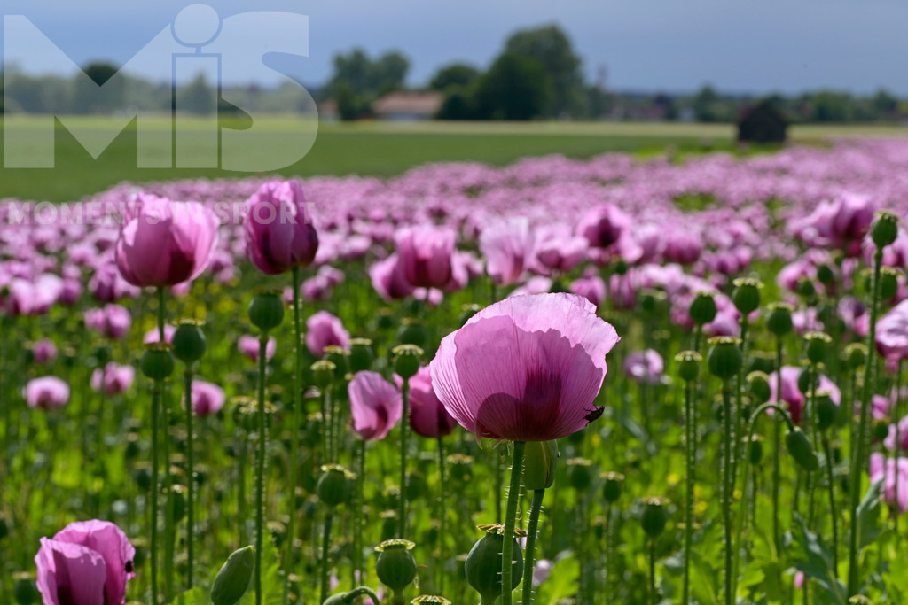 MIS_180818cm005 | 08.06.2022,  Türkheim, Unterallgäu,  Lila Mohnblüten auf einem Mohn-Feld.  - Realisiert mit Pictrs.com